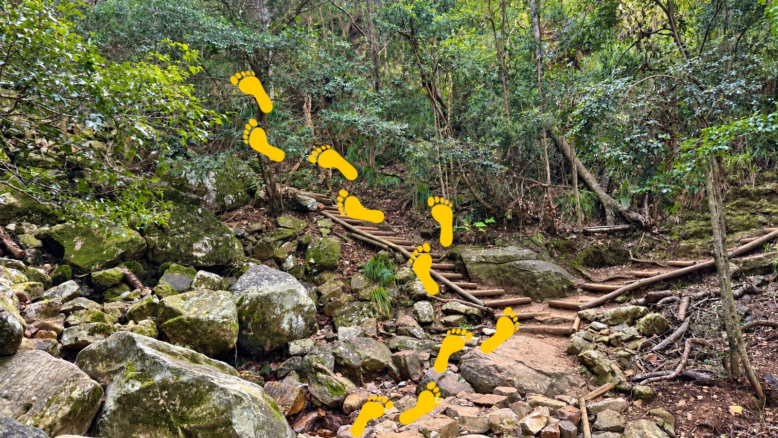 Nursery Ravine